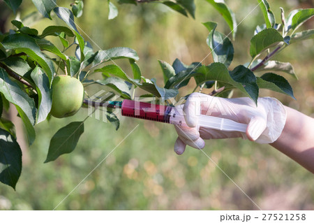 Genetically modified apple 27521258