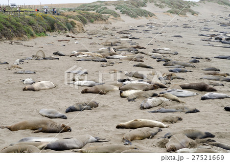 野生象アザラシ　カリフォルニア州　１号線 27521669