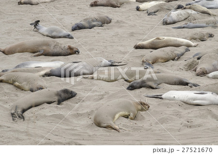 野生象アザラシ　カリフォルニア州　１号線 27521670