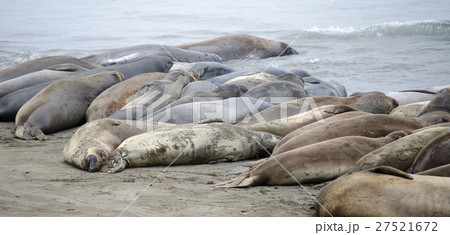 野生象アザラシ　カリフォルニア州　１号線 27521672