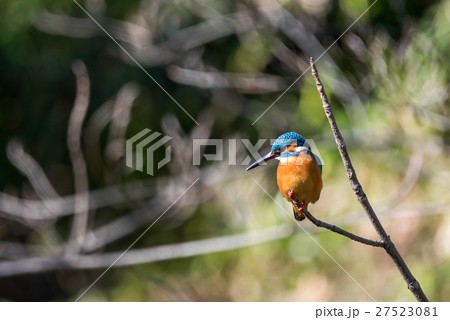 カワセミ 27523081