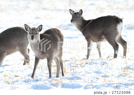 若いエゾシカ 27523096