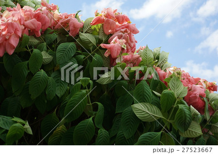 ムッセンダ(Mussaenda, Queen Sirikit) ムッセンダ(Mussaenda, Queen Sirikit) 27523667
