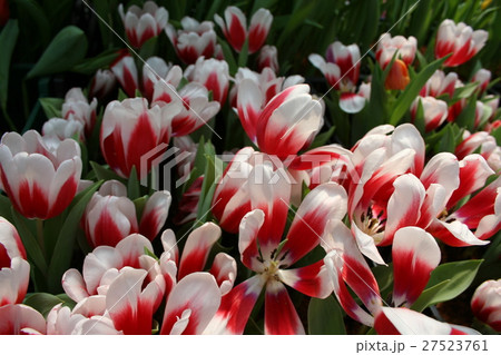 Field of tulips flower 27523761