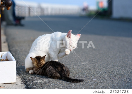 相島の猫親子 相島の猫親子 27524728