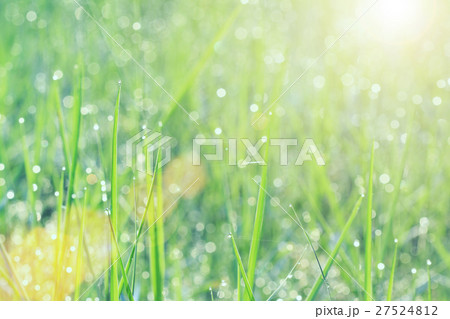 Soft focus of raindrop on green grass in morning Soft focus of raindrop on green grass in morning 27524812