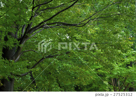 三鷹 三鷹市 三鷹の森 27525312