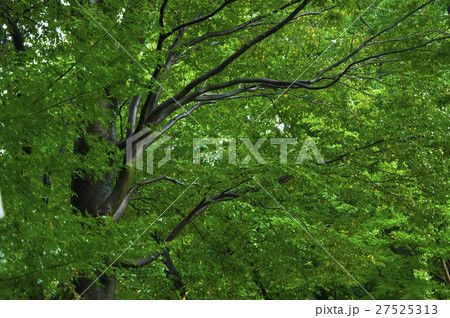 日本 ジャパン 日本国 27525313