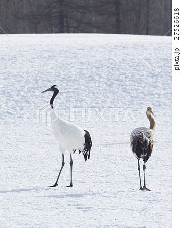 雪原と鶴の親子の写真素材