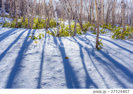 朝の雪原と森 27526807