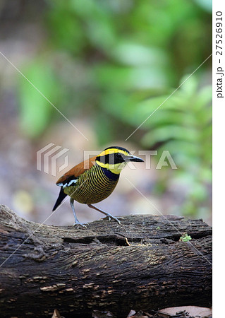 キマユシマヤイロチョウ 27526910