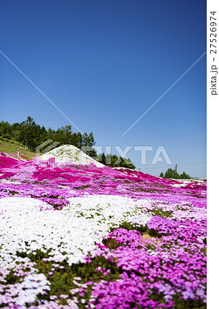 羊蹄山に見立てた芝桜 羊蹄山に見立てた芝桜 27526974