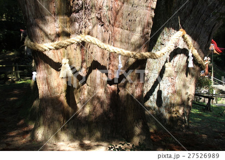 杉の大杉 27526989