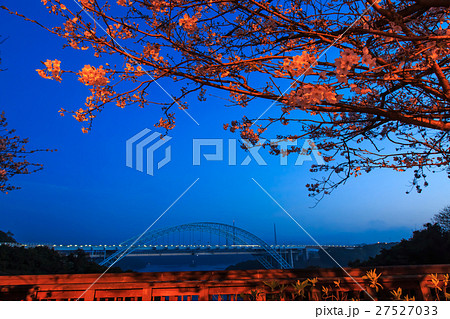西海橋と桜　ライトアップ 27527033