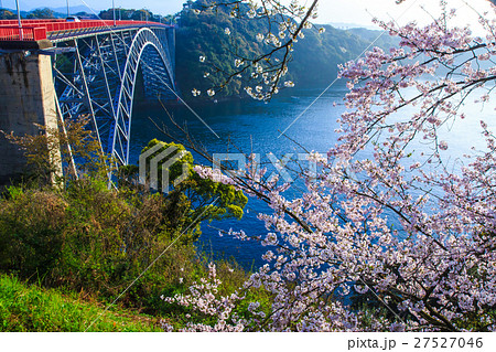 西海橋と桜 27527046
