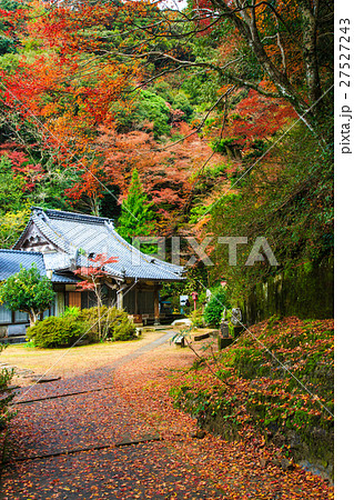 御橋観音の紅葉 佐世保市吉井町 御橋観音の紅葉 佐世保市吉井町 27527243