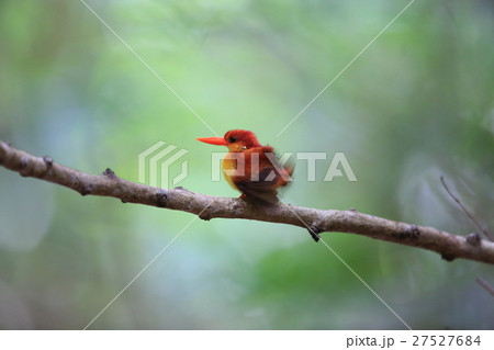 セアカミツユビカワセミ 27527684