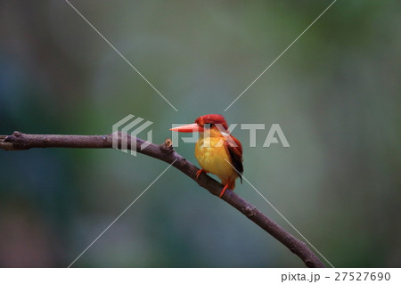 セアカミツユビカワセミ セアカミツユビカワセミ 27527690