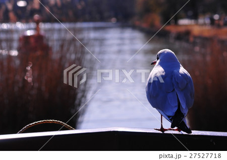 たそがれる鷗 27527718