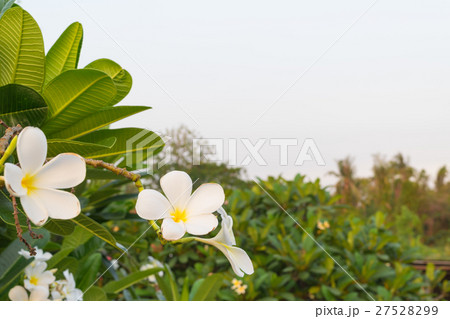 Flower (Plumeria flower) Flower (Plumeria flower) 27528299