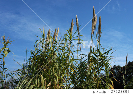 フイリダンチク フイリダンチク 27528392