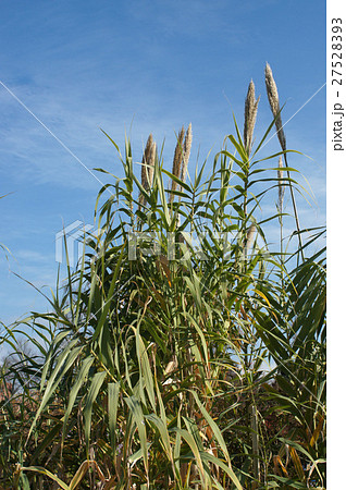 フイリダンチク 27528393