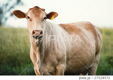 Cow in the paddock during the day 27528572