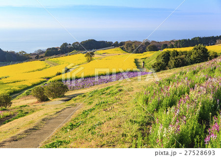あわじ花さじきの菜の花畑　兵庫県淡路市 27528693