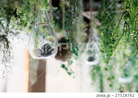 エアープランツ 27528762