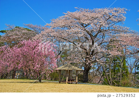 被災地の公園に桜咲く　夜の森公園　　 27529352