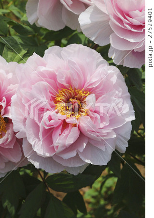 須賀川牡丹園(須賀川市) 須賀川牡丹園(須賀川市) 27529401