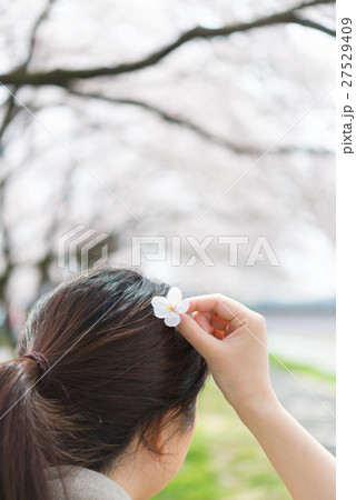 桜の花びら 27529409