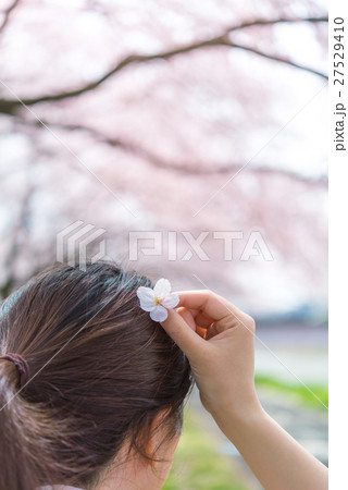 桜の花びら 桜の花びら 27529410