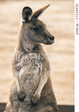 Kangaroos outside during the day 27529456