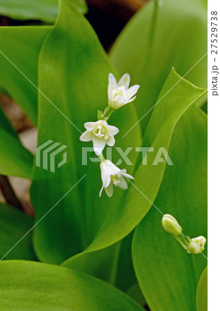 ツバメオモトの小さい花 浅草岳 ツバメオモトの小さい花 浅草岳 27529738