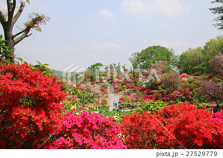 大桑原つつじ園（須賀川市） 27529779