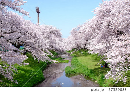 根川緑道の桜 根川緑道の桜 27529883