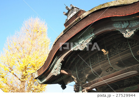 京都東本願寺阿弥陀堂門と銀杏 27529944