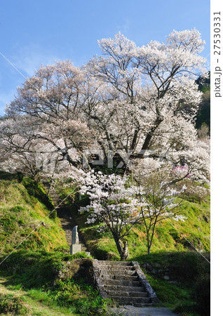仏隆寺の千年桜 仏隆寺の千年桜 27530331