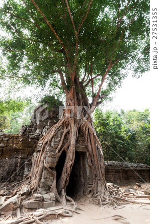 アンコール遺跡群の中にあるタ・ソム寺院の東棟門に根を生やす樹木 アンコール遺跡群の中にあるタ・ソム寺院の東棟門に根を生やす樹木 27531355