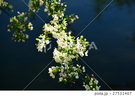 ズミの花 ズミの花 27531407