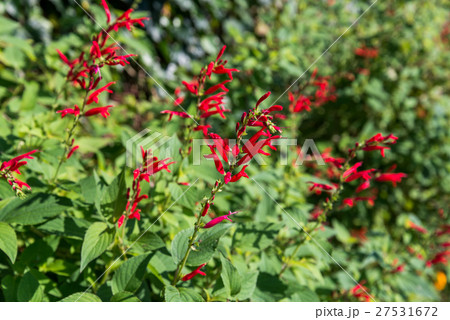 チェリーセージ 27531672