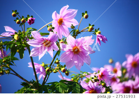 青空に咲く皇帝ダリアの花 27531933