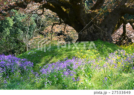 山桜と菜の花 紫花菜 千葉県印西市吉高の大桜の写真素材