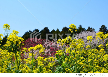 菜の花のある風景、千葉県印西市吉高 27533650