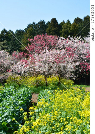 菜の花のある風景 千葉県印西市吉高の写真素材