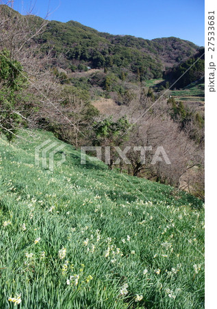 南房総鋸南町の水仙郷 南房総鋸南町の水仙郷 27533681