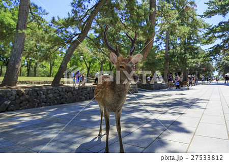奈良県・東大寺境内の鹿 27533812