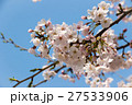 桜の花 27533906