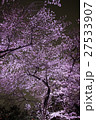 ライトアップ夜桜 27533907